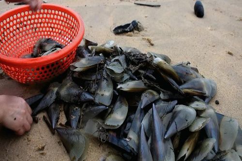 Người dân đổ ra biển nhặt cả tấn vẹm dạt bờ