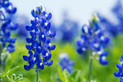 Tử vi ngày 9/9/2019: Tuổi Sửu cần biết tiến lui, tuổi Ngọ tinh việc khờ tình