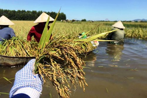 Nông dân Hà Tĩnh ngậm ngùi gặt lúa nảy mầm sau lũ