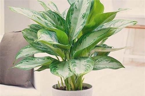 Cây ngọc ngân tác dụng và ý nghĩa tiền bạc rủng rỉnh
