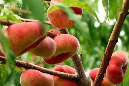 Tác dụng bất ngờ của quả đào đối với sức khỏe không phải ai cũng biết