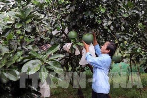 Khánh Hòa: Phát triển thương hiệu bưởi da xanh Khánh Vĩnh