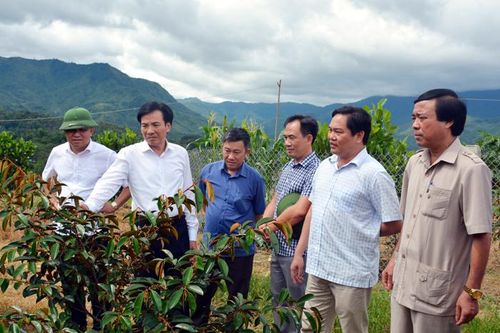 Bí thư Tỉnh ủy Trần Văn Sơn thăm một số mô hình cây ăn quả tại huyện Mường Ảng