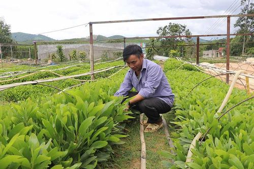 Khấm khá nhờ nghề ươm cây giống lâm nghiệp