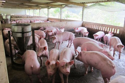 Không tái đàn khi vẫn còn dịch tả lợn châu Phi