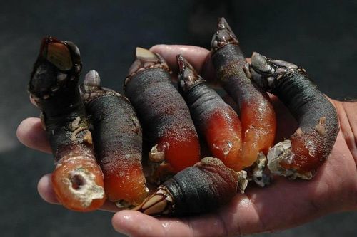 Hà ngỗng ngon như tôm hùm - đặc sản không phải ai cũng dám thử
