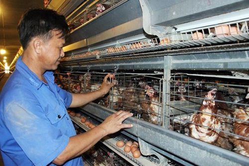 Tái cơ cấu ngành chăn nuôi, nâng cao khả năng cạnh tranh (Kỳ 1)