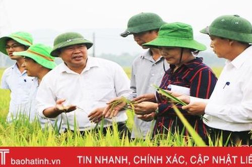Tuyển chọn giống lúa mới - 'cẩn tắc vô áy náy'!