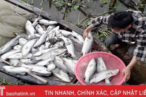 Hơn 80 tấn cá chẽm chết trắng, có thể do sốc nước ngọt?