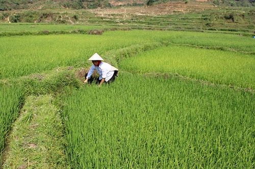 Nông dân vùng ngoài huyện Ðiện Biên chăm sóc lúa mùa