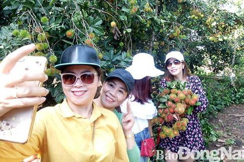 'Nâng cấp' du lịch sinh thái vườn