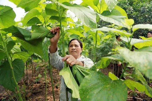 Ứng dụng công nghệ cao trong nông nghiệp ở Bảo Yên