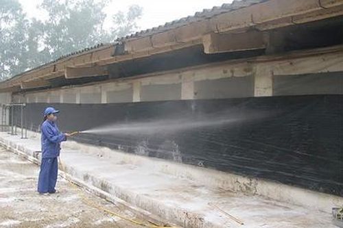 Chuẩn bị điều kiện để tái sản xuất sau dịch