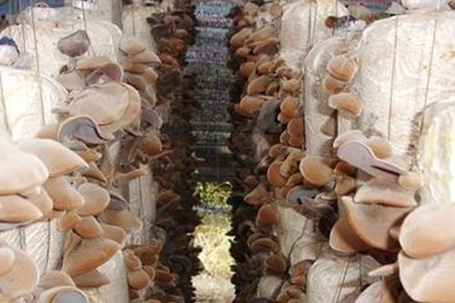 Nhiều mô hình thanh niên khởi nghiệp thành công trong nông nghiệp