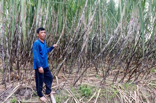 Bài 2: Lao đao đầu ra của mía