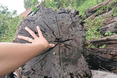Vụ hàng ngàn m3 gỗ mục nát: Kiến nghị xử lí cá nhân, tổ chức liên quan