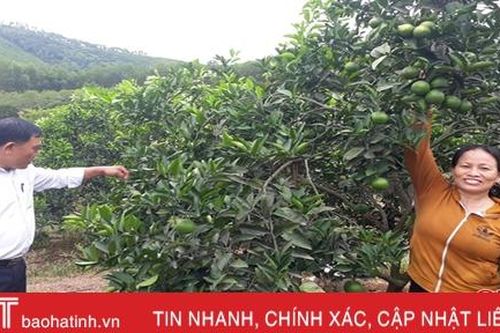 Phá vườn tạp trồng cây ăn quả, thu hàng trăm triệu đồng mỗi năm