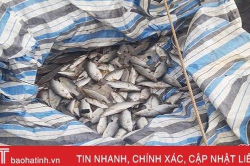 Tiếp tục phát hiện cá nuôi lồng bè chết tại Cẩm Xuyên