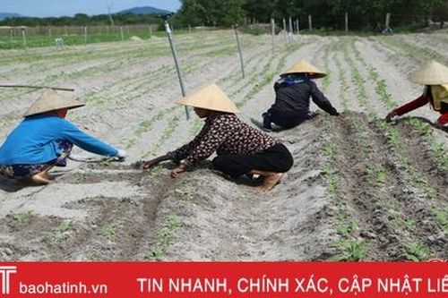 Nông dân Cẩm Xuyên nỗ lực 'hồi sinh' những vườn rau sau mưa lũ