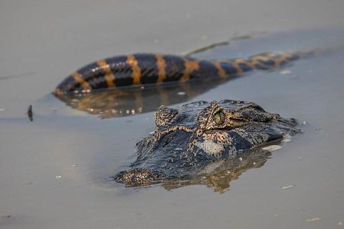 Trăn Anaconda khổng lồ đại chiến cá sấu dưới đầm lầy