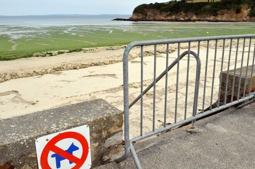 Tảo 'sát thủ' gây chết người trong vài giây phủ kín 6 bờ biển Pháp