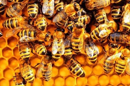 Bật mí cách ong mật nói xin lỗi khi va chạm nhau