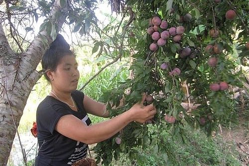 Mận Yên Châu: Chinh phục thị trường bằng chất lượng