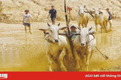 Sẵn sàng cho ngày hội đua bò Bảy Núi