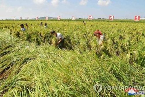 Thế giới Thế giới Hội Chữ thập đỏ viện trợ khẩn cấp cho Triều Tiên sau bão Lingling