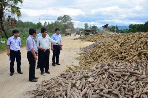 Kinh tế Nông nghiệp - Nông thôn Cần chủ động phương án thu hoạch sắn