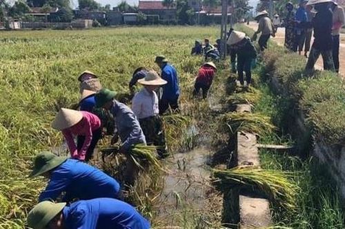 Hà Tĩnh: Hàng nghìn ha lúa vàng ươm gặt về chỉ để... chăn nuôi