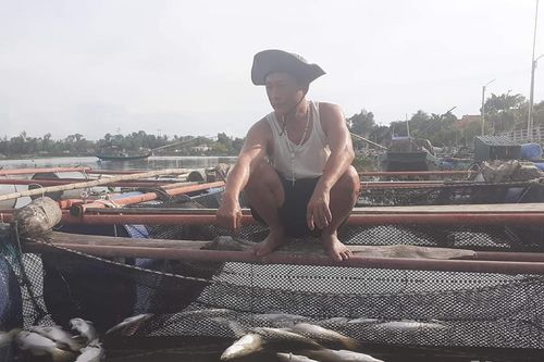Hàng trăm tấn thủy sản chết trắng lồng bè, người dân điêu đứng