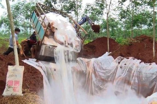 Xử phạt nếu chậm hỗ trợ hộ chăn nuôi thiệt hại do dịch tả lợn châu Phi