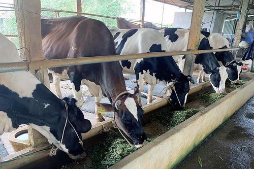 Nghèo nhất làng thành tỷ phú nhà lầu xe hơi, mỗi tháng đút túi 150 triệu