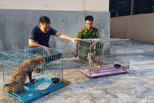 Bàn giao mèo rừng và cáo cho vườn Quốc gia Pù Mát