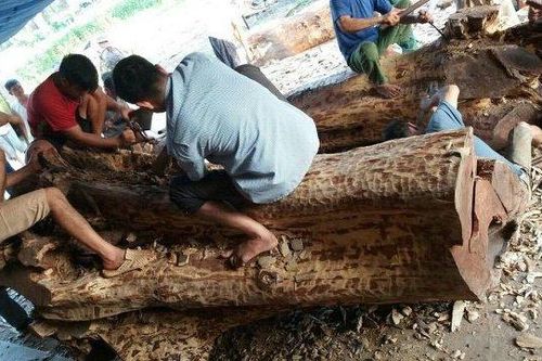Hà Nội: Tiếp tục hủy đấu giá 2 cây gỗ sưa trăm tỷ do không ai đăng ký