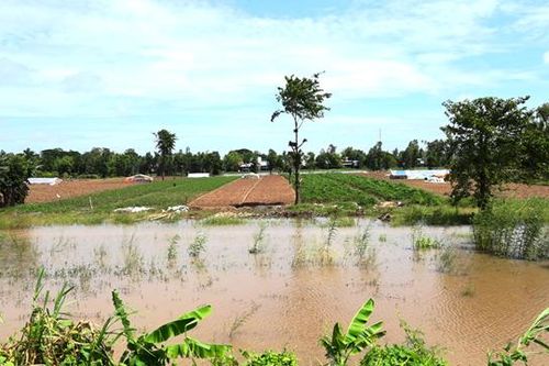 Nước lên nhanh, nông dân bán tháo hoa màu ở đất bãi bồi