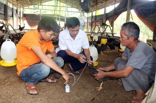Sự chủ động từ các hộ chăn nuôi