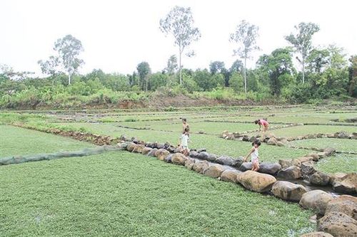 Phát triển đa dạng các mô hình kinh tế nông nghiệp ở Gio An