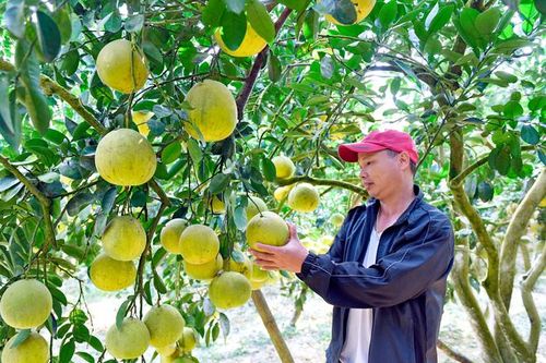 Những 'sứ giả' đặc biệt...
