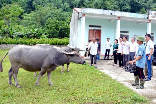 Ứng dụng thành công thụ tinh nhân tạo cho trâu