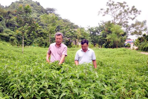 Người cắt nghĩa…mùi hương