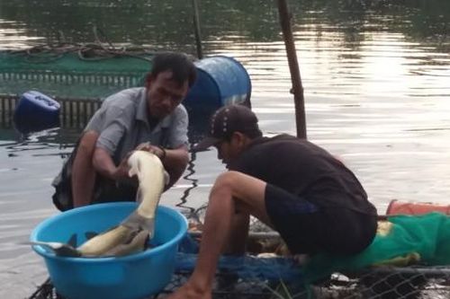 Kinh tế Nông nghiệp - Nông thôn Quảng Điền thu hoạch cá nước ngọt tránh lũ