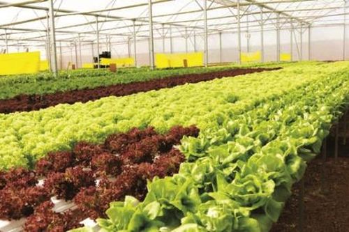 Để thúc đẩy nông nghiệp sạch
