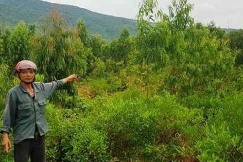 Cần giải quyết thỏa đáng quyền lợi cho các hộ dân ở chân đèo Ngang