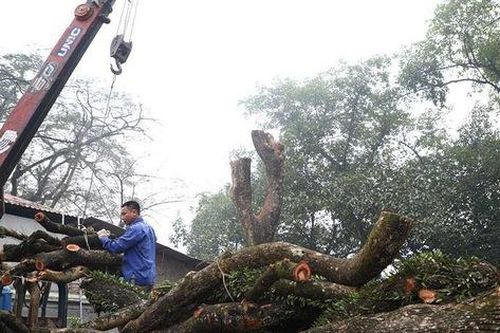 Tiết lộ nguyên nhân hoãn lần 2 phiên đấu giá gỗ sưa trăm tỷ ở Hà Nội