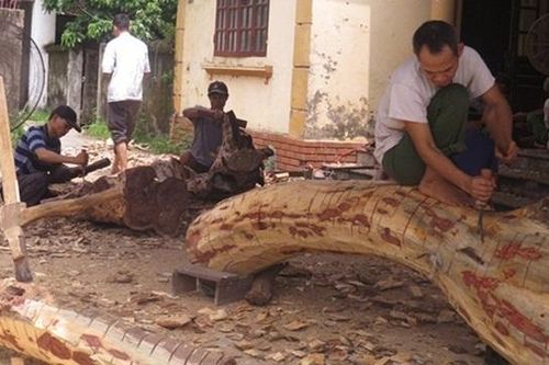 Vụ cây sưa trăm tỷ ở Chương Mỹ, Hà Nội: Kế hoạch đấu giá lần thứ hai tiếp tục… phải hoãn