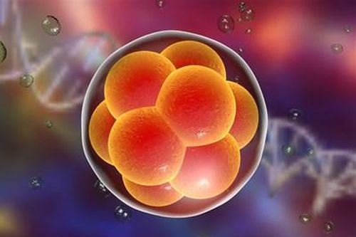 Ứng dụng mô phỏng giúp tìm hiểu sự phát triển của phôi thai người