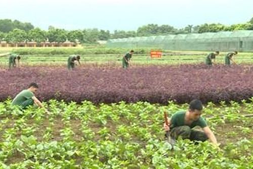 Chăn nuôi, tăng gia gắn với bảo vệ môi trường