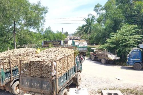 Nông dân Thừa Thiên-Huế 'vật vã' xếp hàng chờ bán sắn